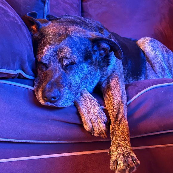 SPOT :) - Picture 1 of 5